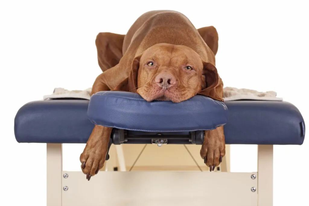 Hondenmassage