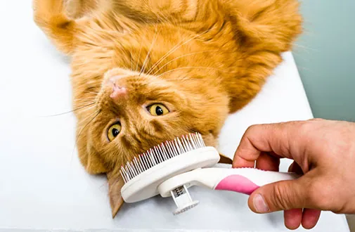 Kattenverzorging
